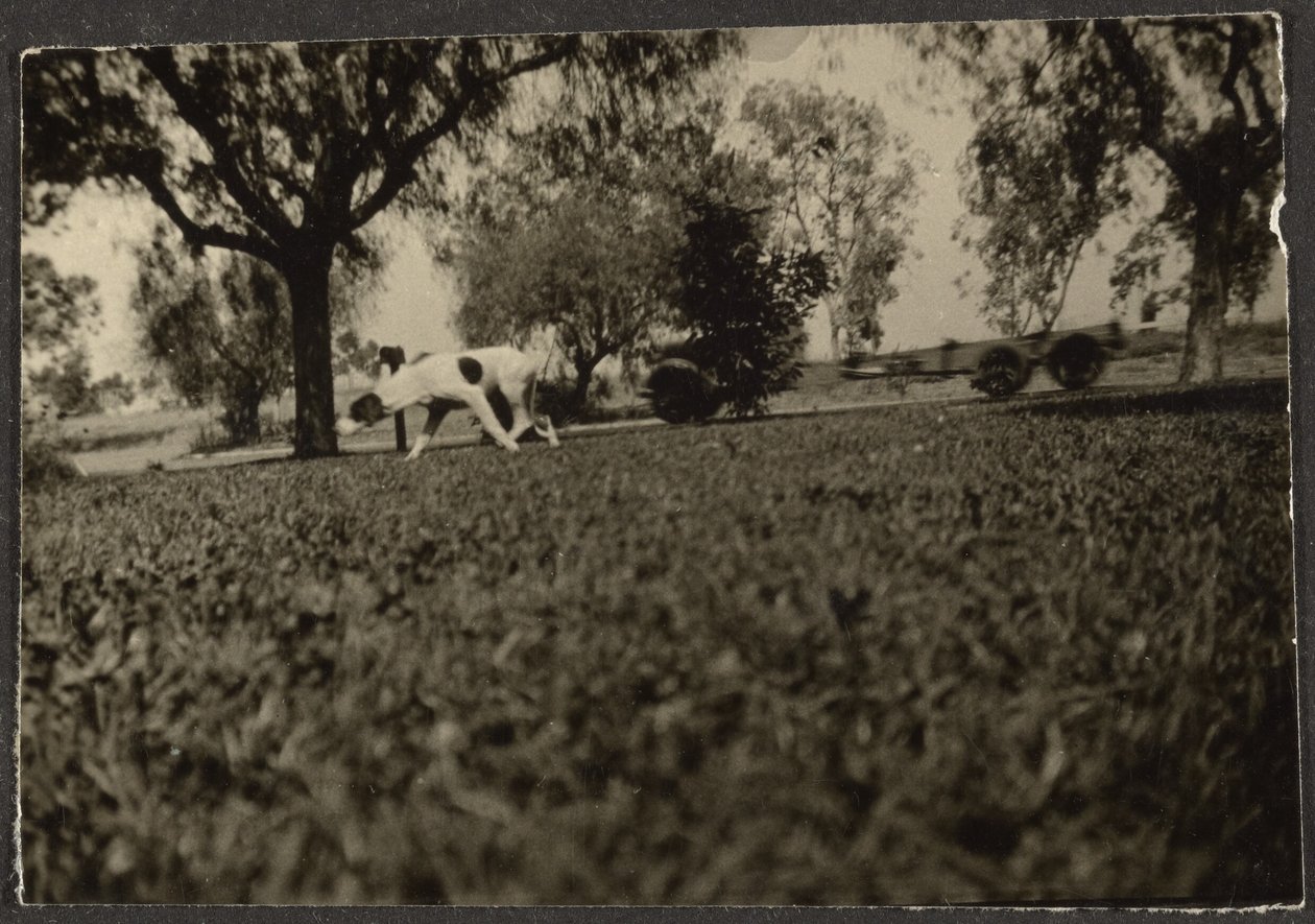 [Chien sur la pelouse] - Louis Fleckenstein