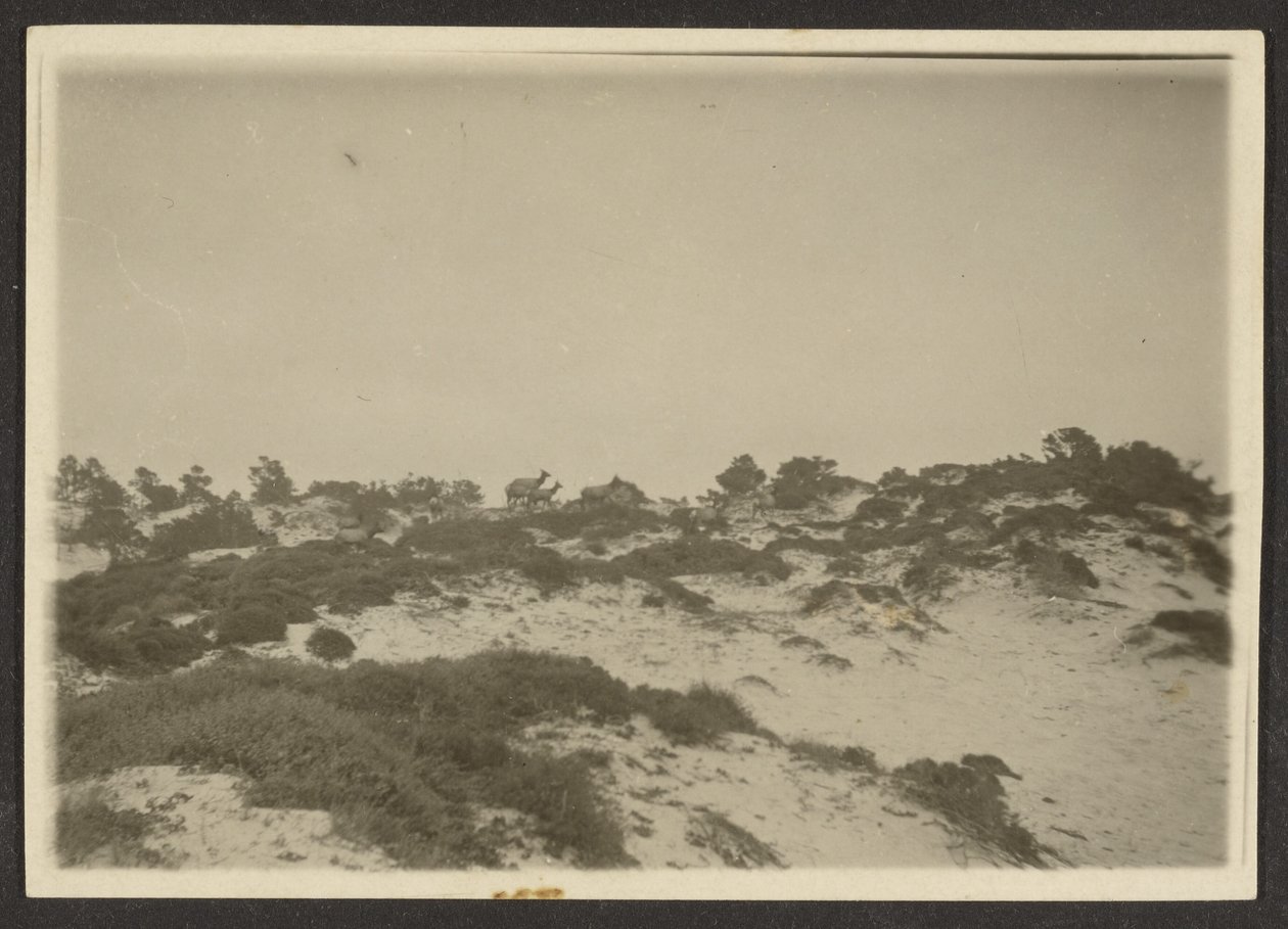 [Dunes] - Louis Fleckenstein