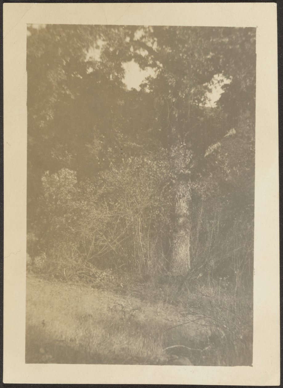 [Paysage] - Louis Fleckenstein
