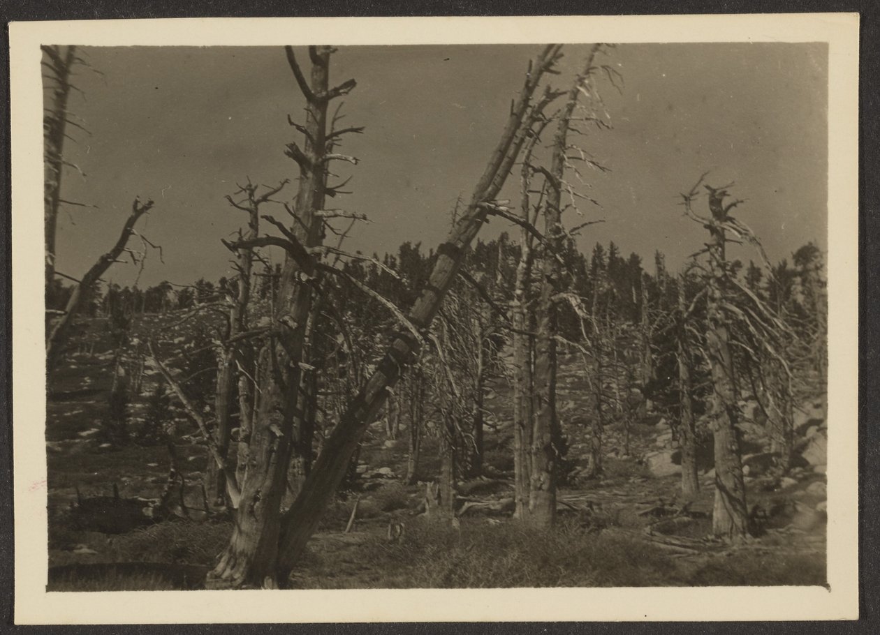 [Paysage] - Louis Fleckenstein