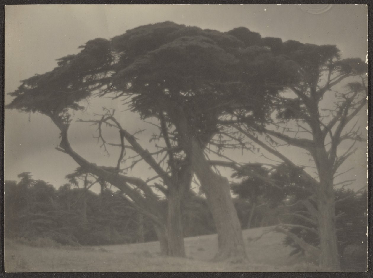 [Paysage avec cyprès] - Louis Fleckenstein