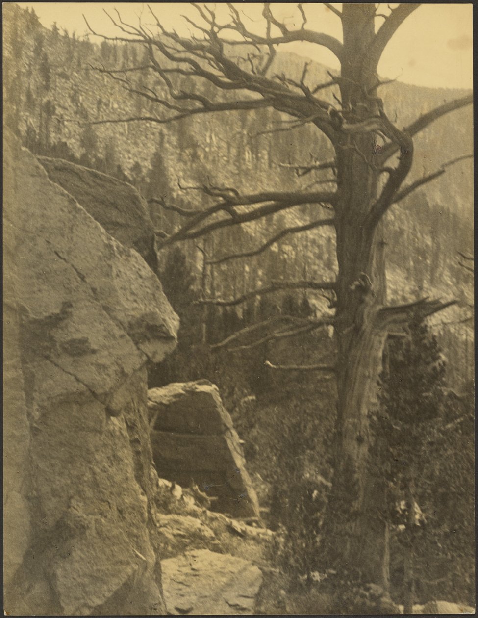 [Paysage avec arbre mort] - Louis Fleckenstein