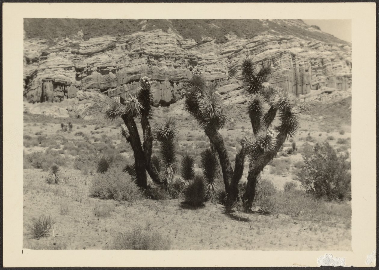 [Paysage avec arbres de Josué] - Louis Fleckenstein