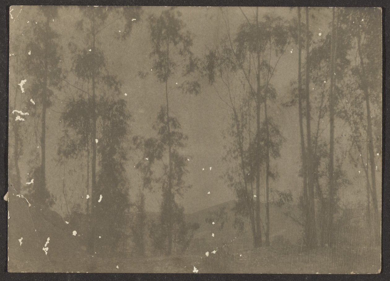 [Paysage avec grands arbres] - Louis Fleckenstein
