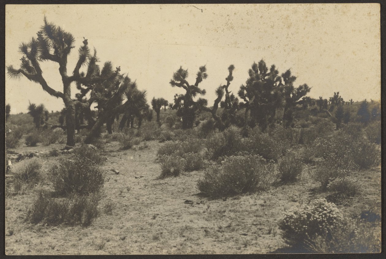 Désert de Mojave - Louis Fleckenstein