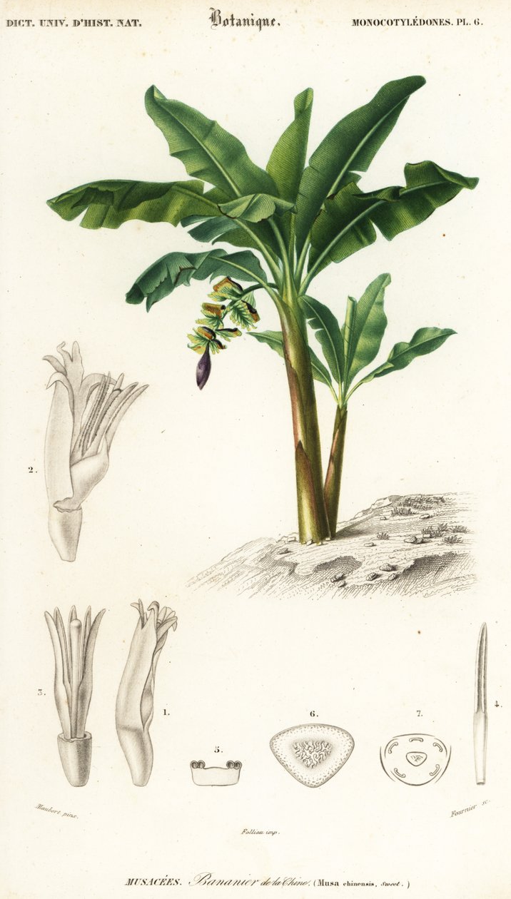 Banane, Musa acuminata (gravure) - Louis Joseph Edouard Maubert