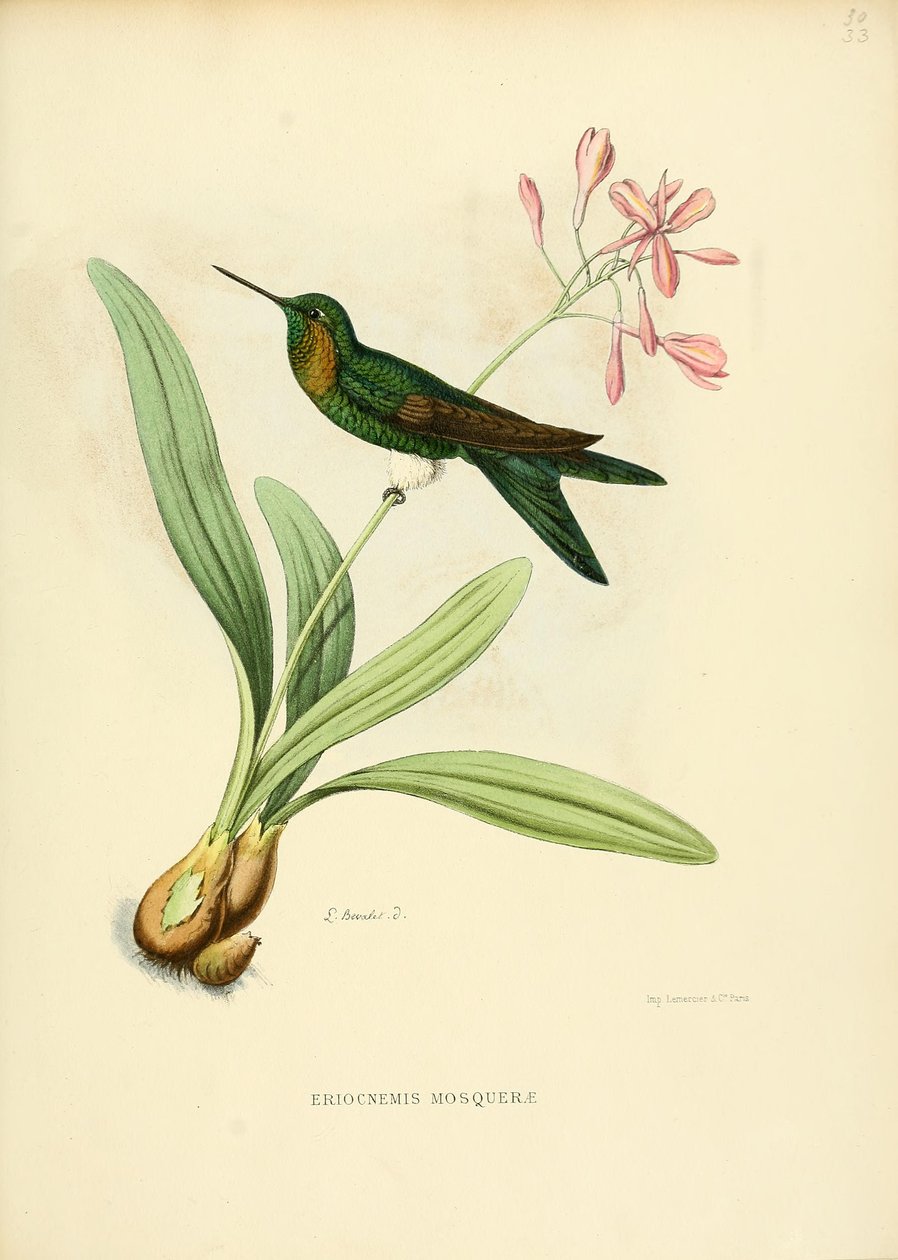Eriocnemis mosquerae - Louis Victor Bevalet