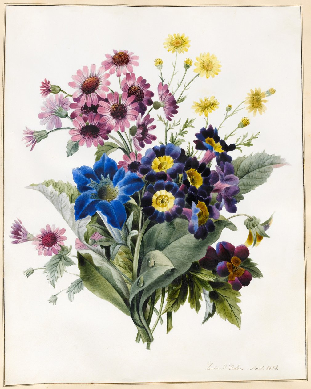 Fleurs mélangées, Aster sp., Auricula, Séneçon, Viola, Campanule, Gentiana Acaulis, 1828 - Louise DOrleans