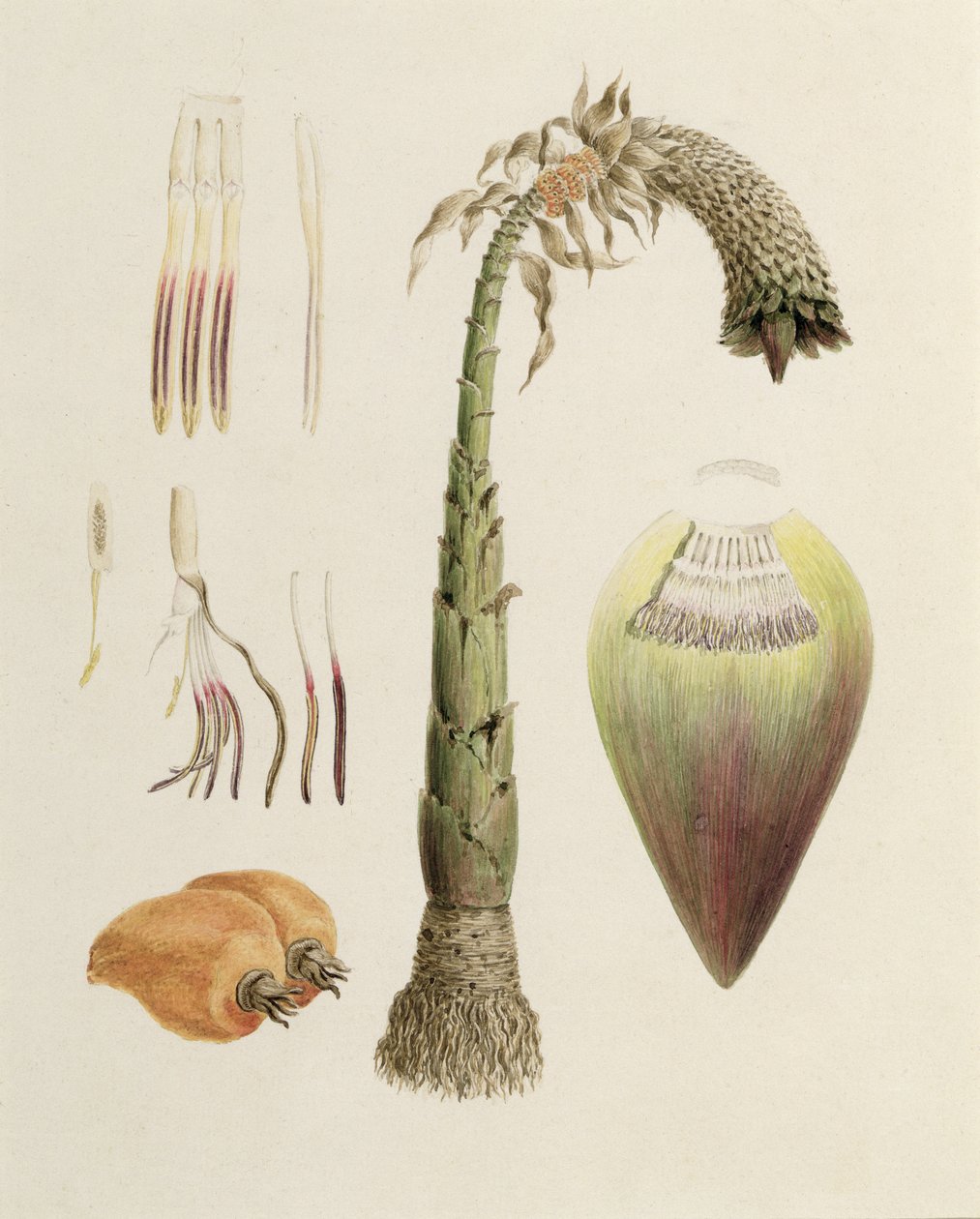 Ensete No. 10, autrefois attribué à James Bruce (1730-94) - Luigi Balugani