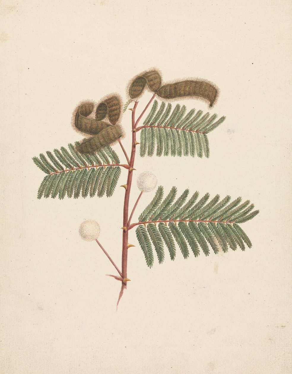 Mimosa pigra (L.) : dessin fini - Luigi Balugani