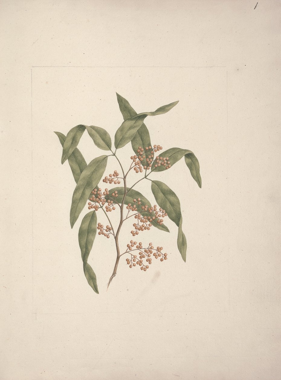 Rhus ? retinorrhoea Oliver: dessin fini - Luigi Balugani