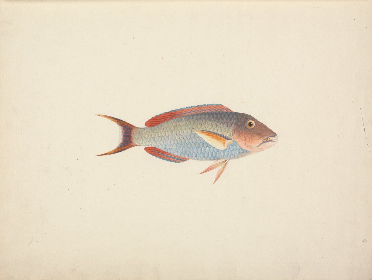 Poisson Non Identifié - Luigi Balugani