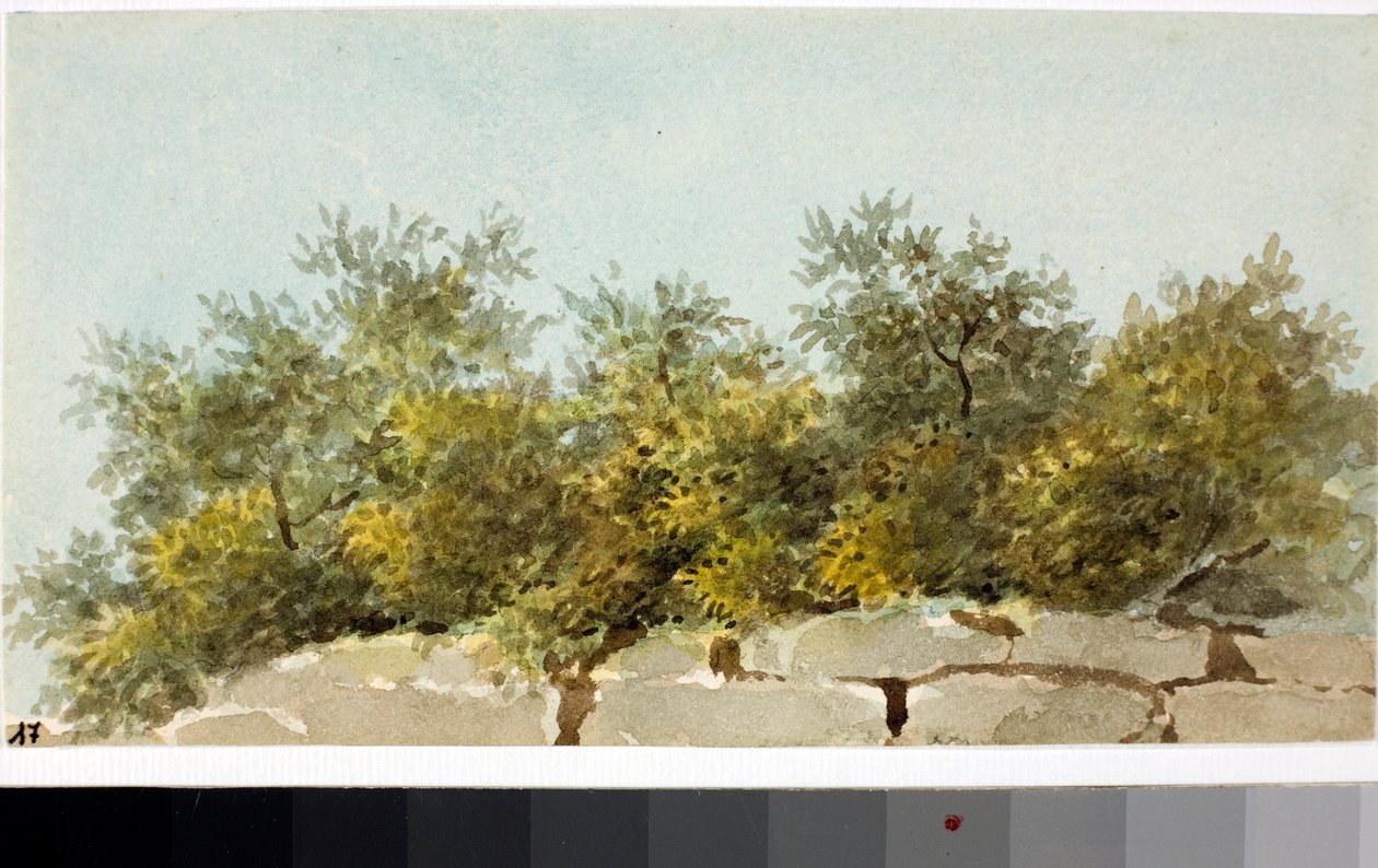 Olives, Pays de Ligurie - Luigi Garibbo