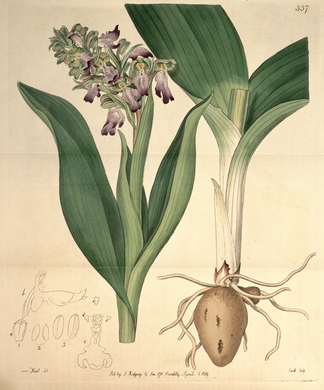 Illustration de Barlia robertiana (syn. Orchis longibracteata Biv.) - M. Hart