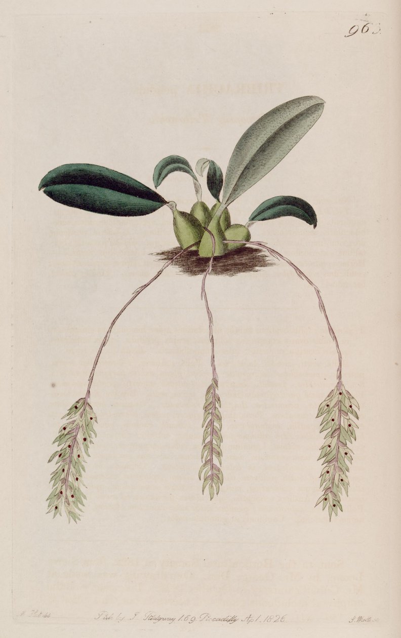 Illustration de Bulbophyllum pendulum (comme syn. Tribrachia pendula) - M. Hart