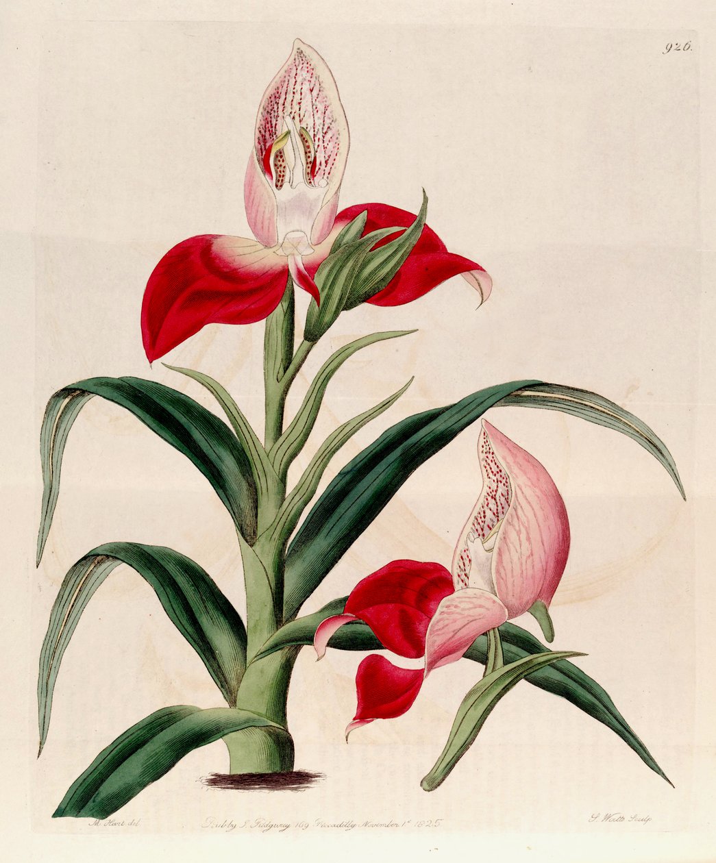 Illustration de Disa uniflora (comme syn. Disa grandiflora) - M. Hart