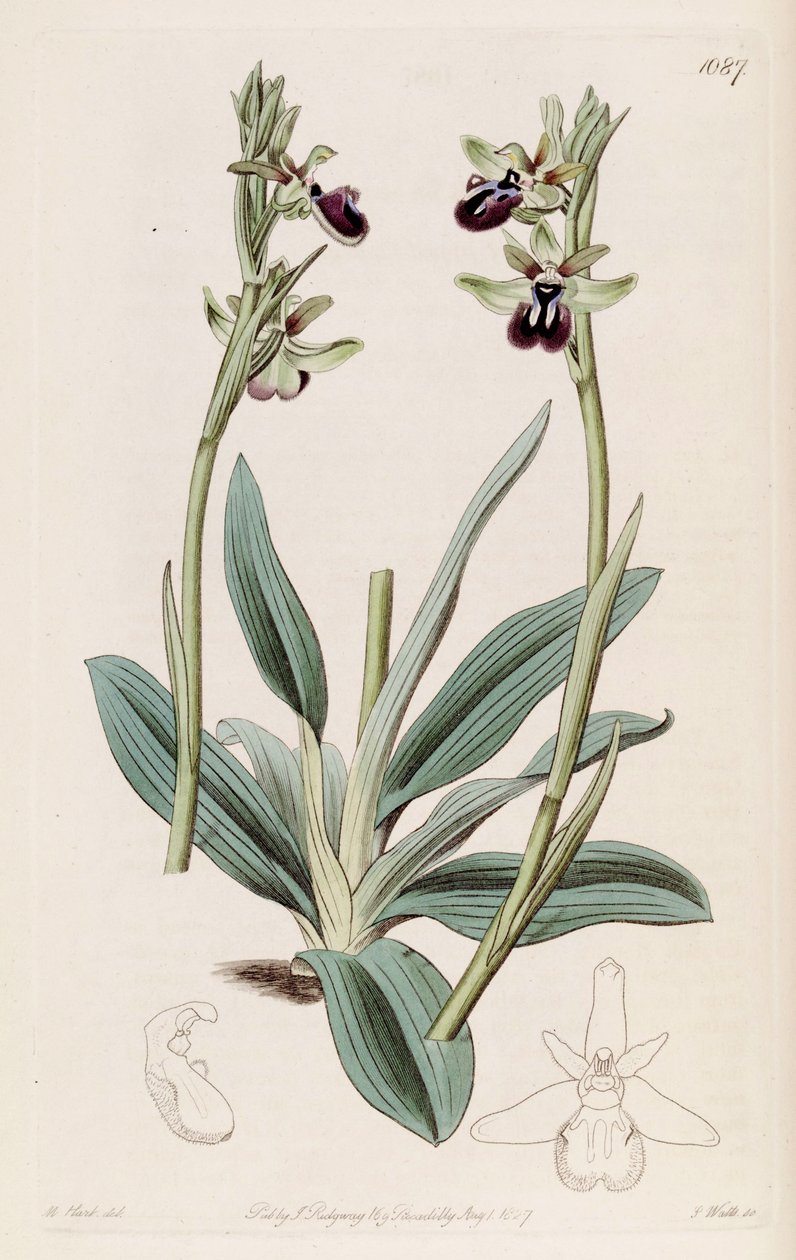 Illustration de Ophrys sphegodes subsp. atrata (comme syn. Ophrys atrata) - M. Hart