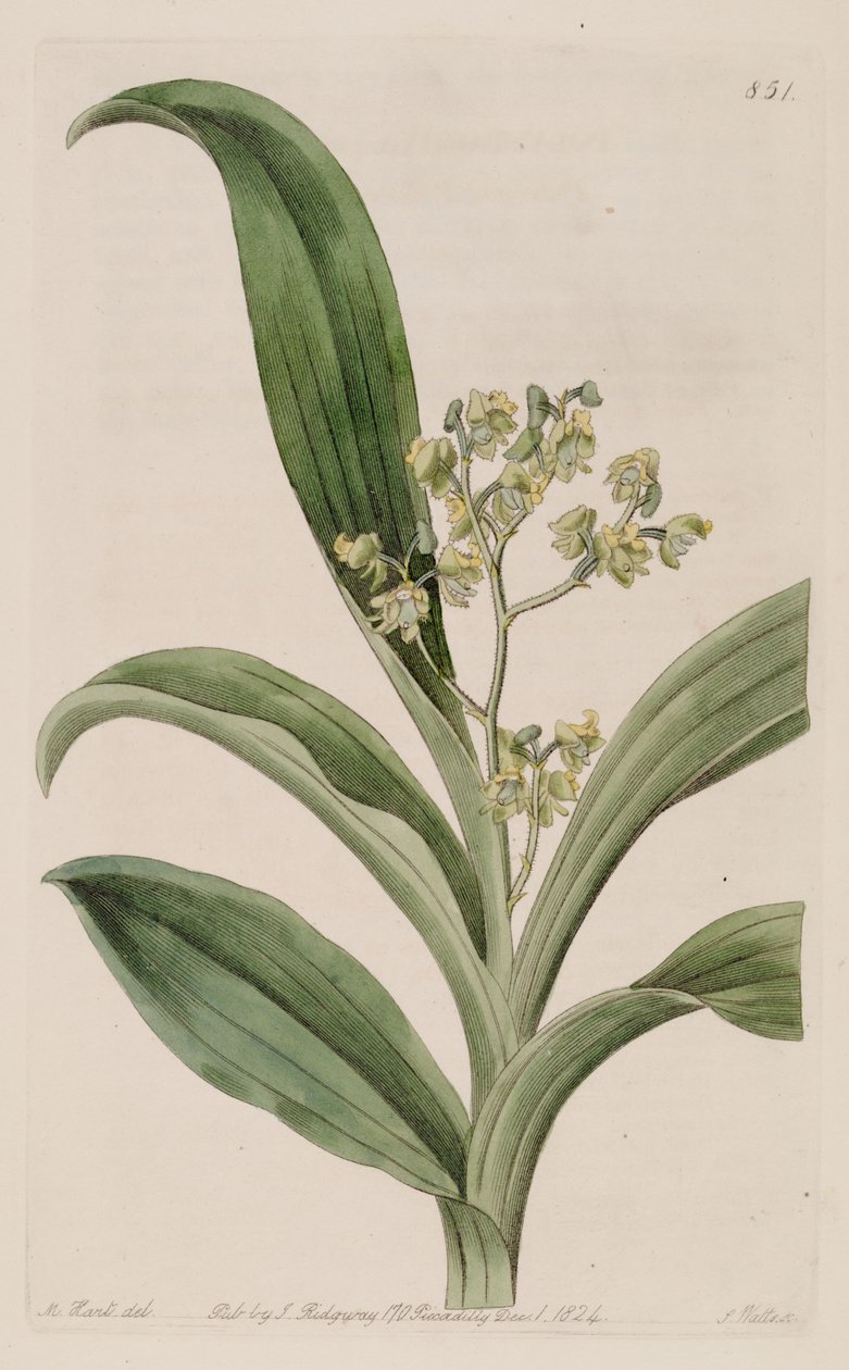 Illustration de Polystachya puberula - M. Hart