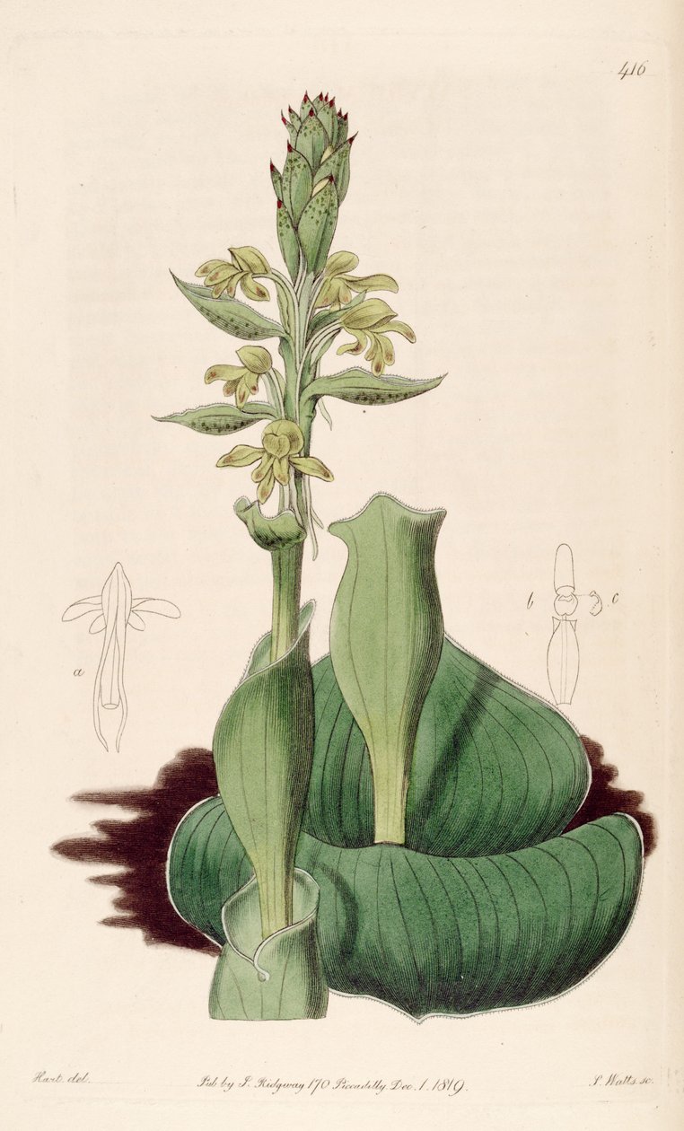 Illustration de Satyrium bicorne (comme syn. Satyrium cucullatum) - M. Hart