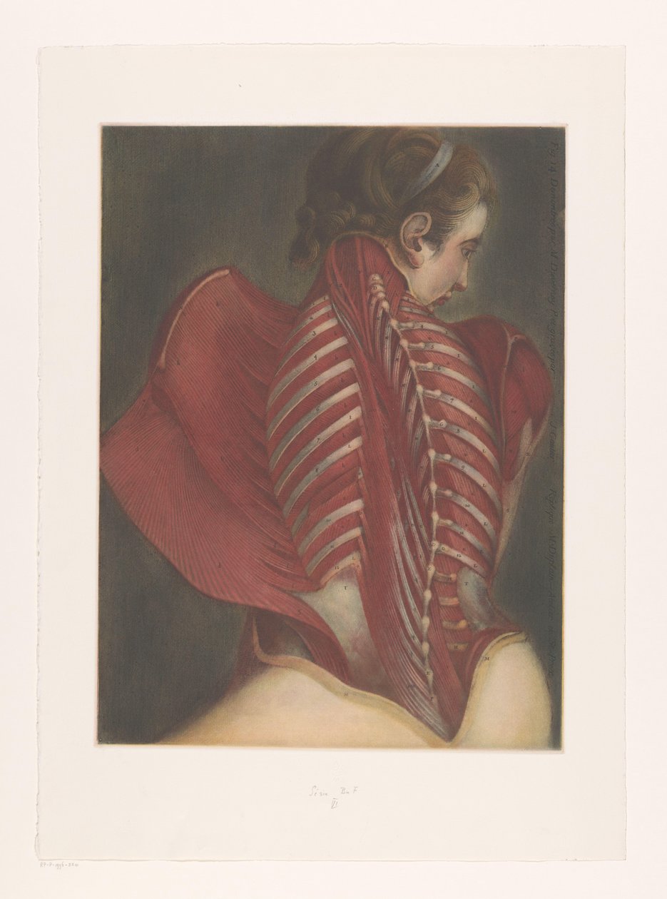 Représentation anatomique du dos - M.D. Duplain