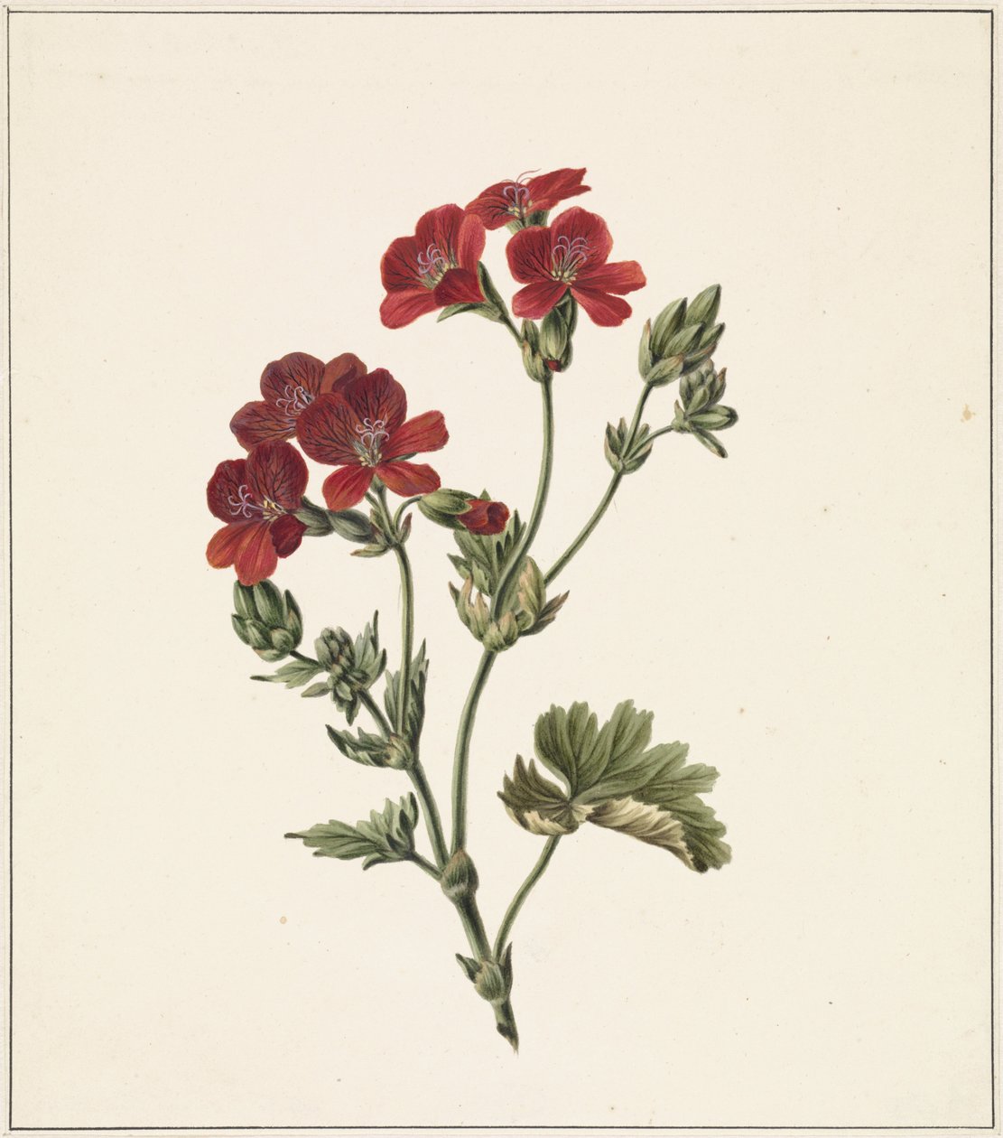 Fleur rouge - M. de Gijselaar