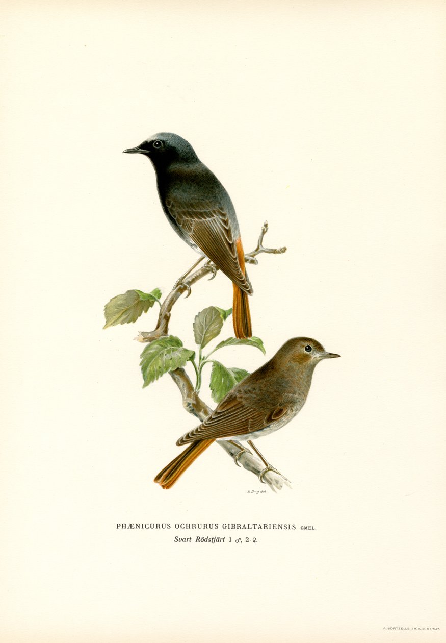 Traquet rieur - Magnus Ferdinand and Wilhelm von Wright