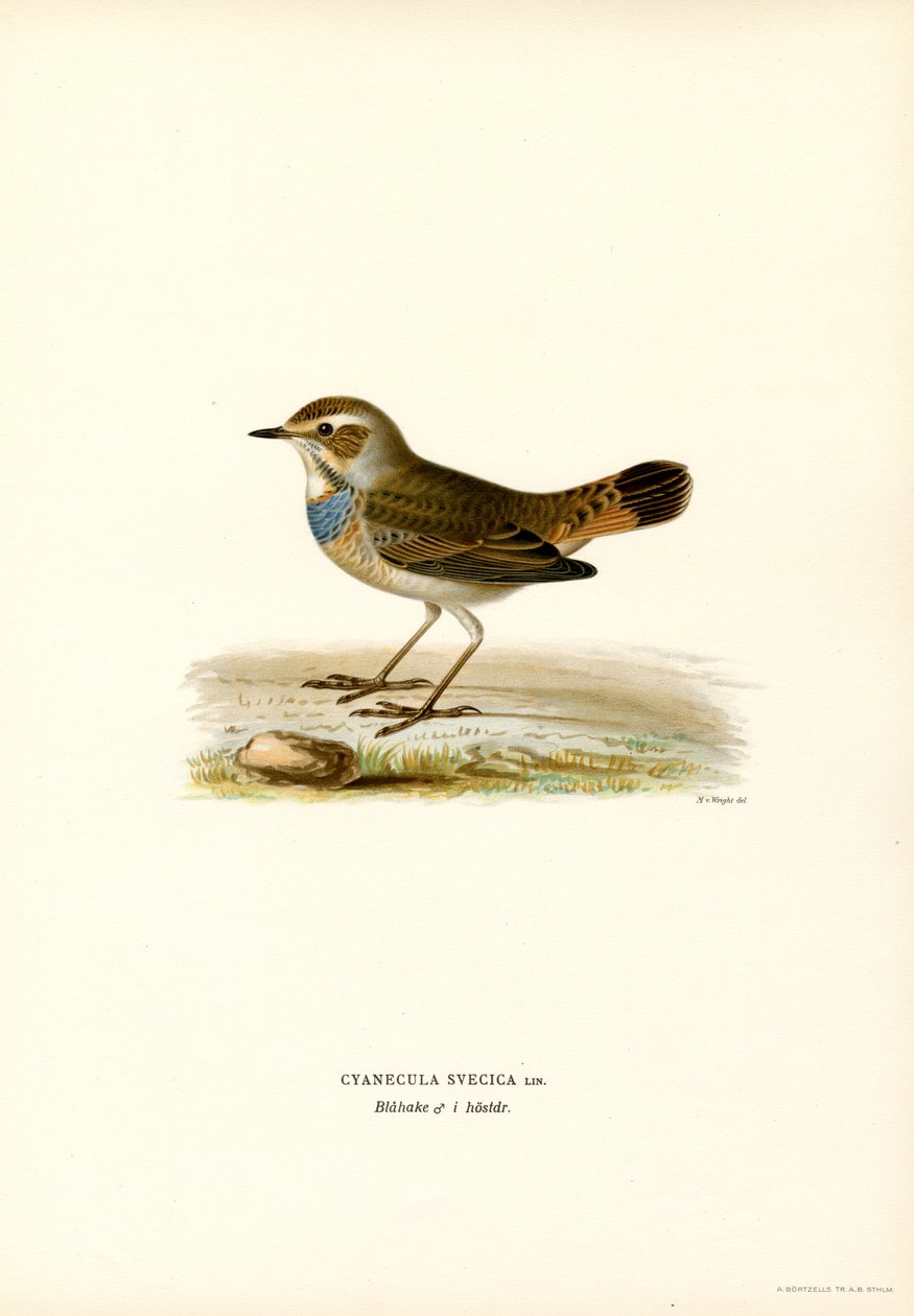 Gorgebleue à miroir - Magnus Ferdinand and Wilhelm von Wright