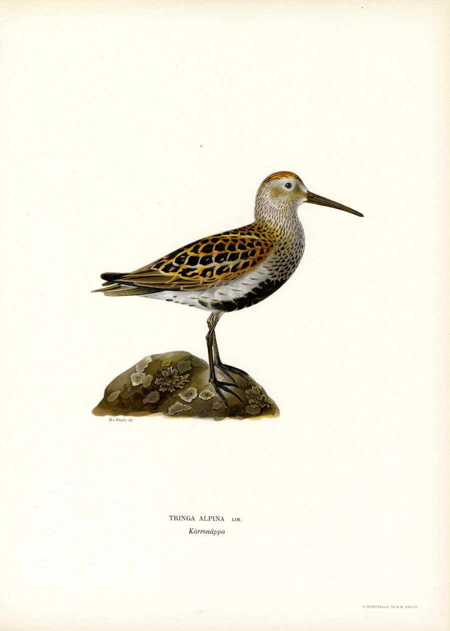 Bécasseau variable - Magnus Ferdinand and Wilhelm von Wright