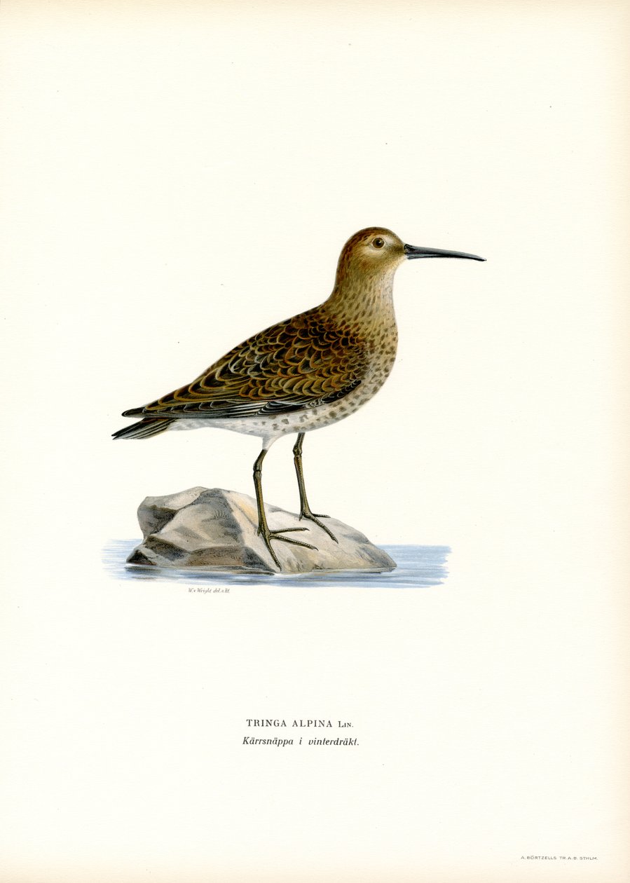 Bécasseau Variable - Magnus Ferdinand and Wilhelm von Wright