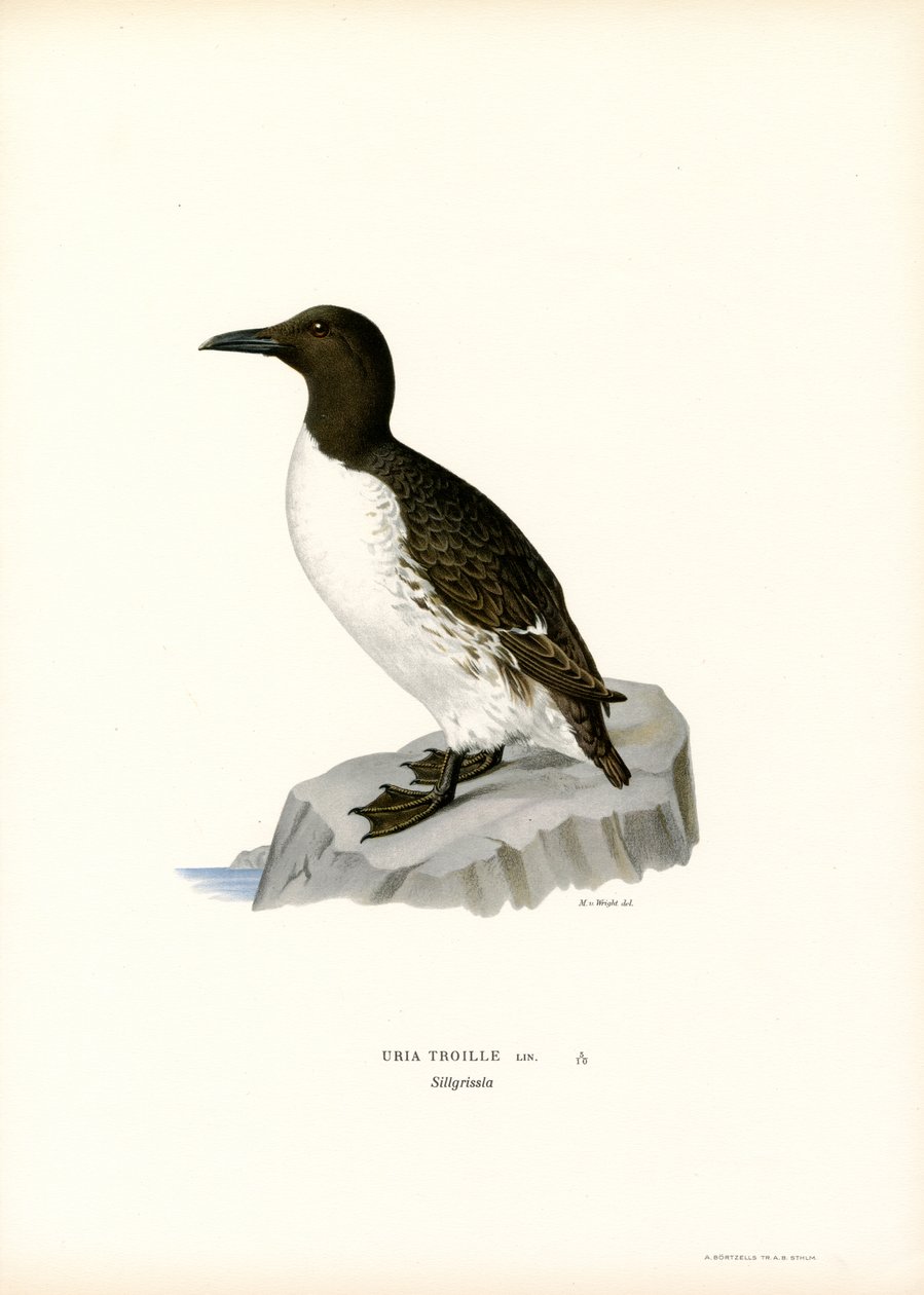 Guillemot (lithographie en couleur) - Magnus Ferdinand and Wilhelm von Wright