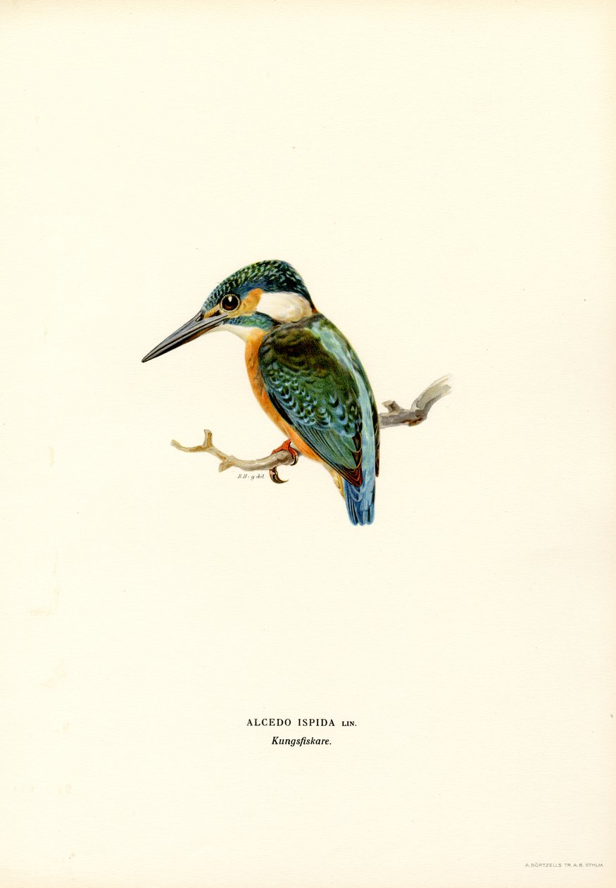 Martin-pêcheur - Magnus Ferdinand and Wilhelm von Wright