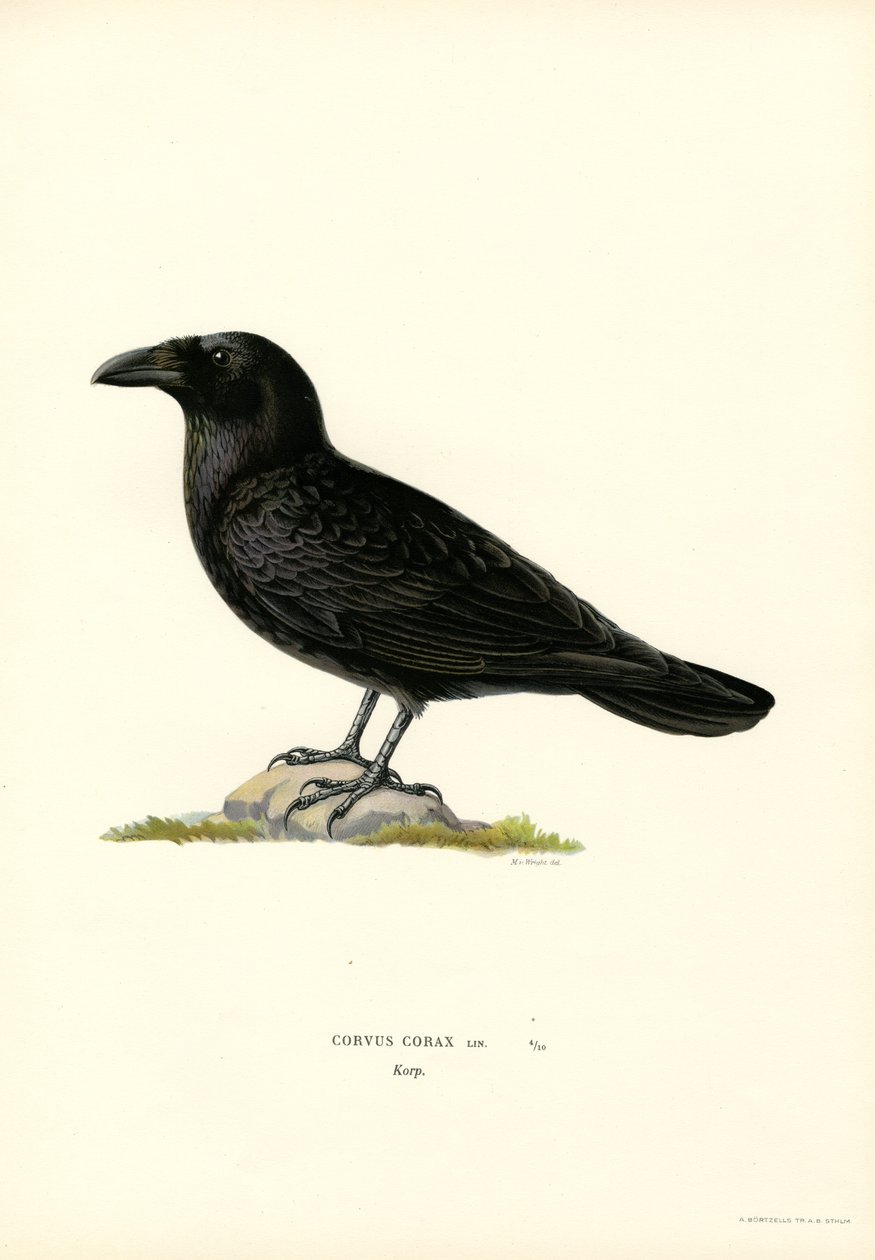 Corbeau - Magnus Ferdinand and Wilhelm von Wright