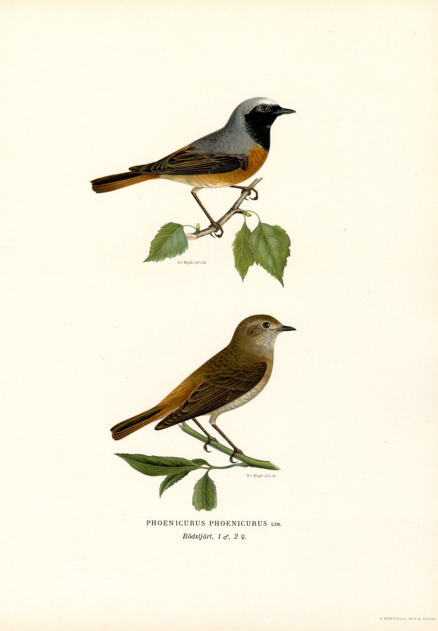 Rougequeue (lithographie en couleur) - Magnus Ferdinand and Wilhelm von Wright