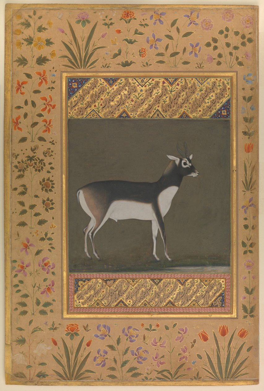 Black Buck, Folio de l
