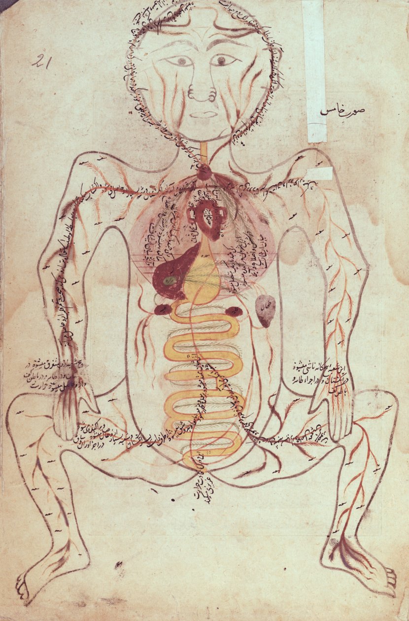 Ms Persan 1555 Diagramme anatomique du système circulatoire et digestif humain, c.1425-50 - Mansour b. Eliyas Chirazi