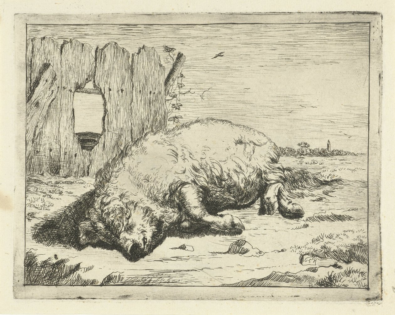 Cochon couché - Marcus de Bye