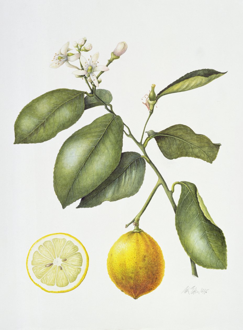 Bergamote, 1995 - Margaret Ann Eden