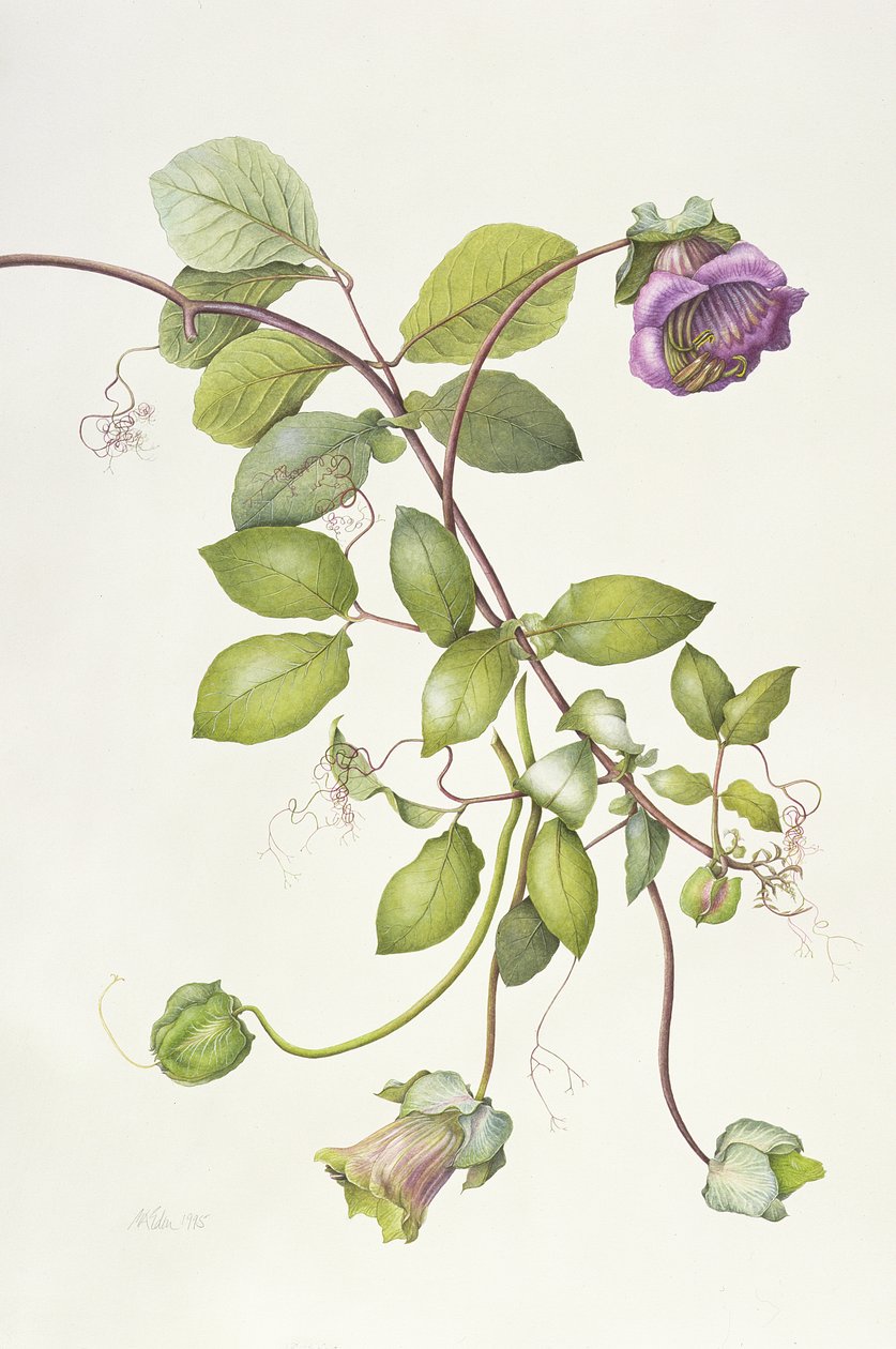 Cobea Scandens - Margaret Ann Eden