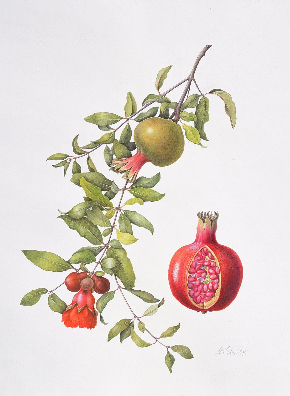 Grenade, 1995 - Margaret Ann Eden