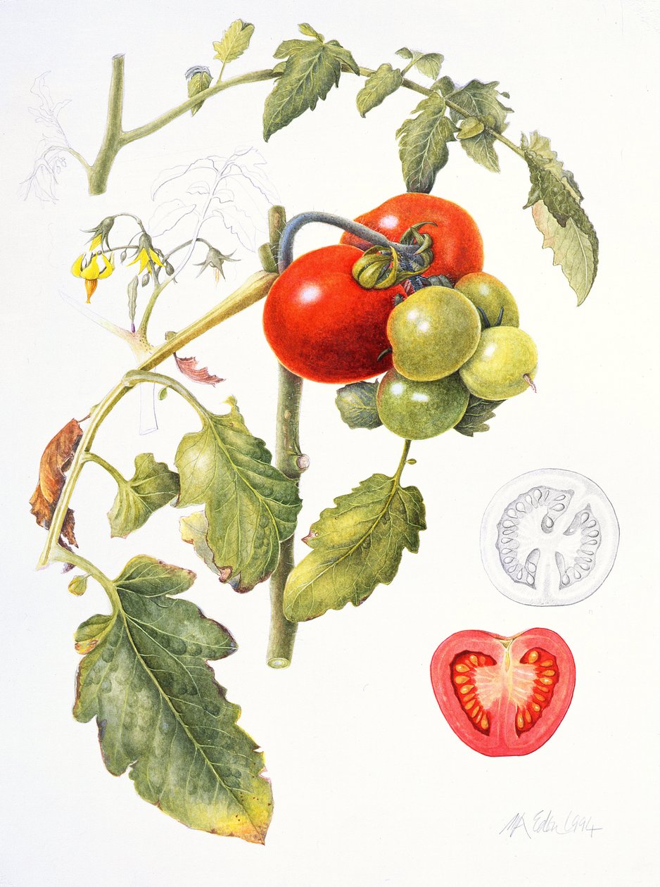 Tomates, 1994 - Margaret Ann Eden