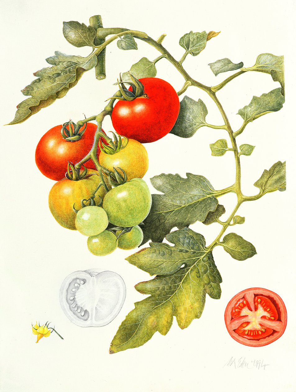Tomates, 1994 - Margaret Ann Eden