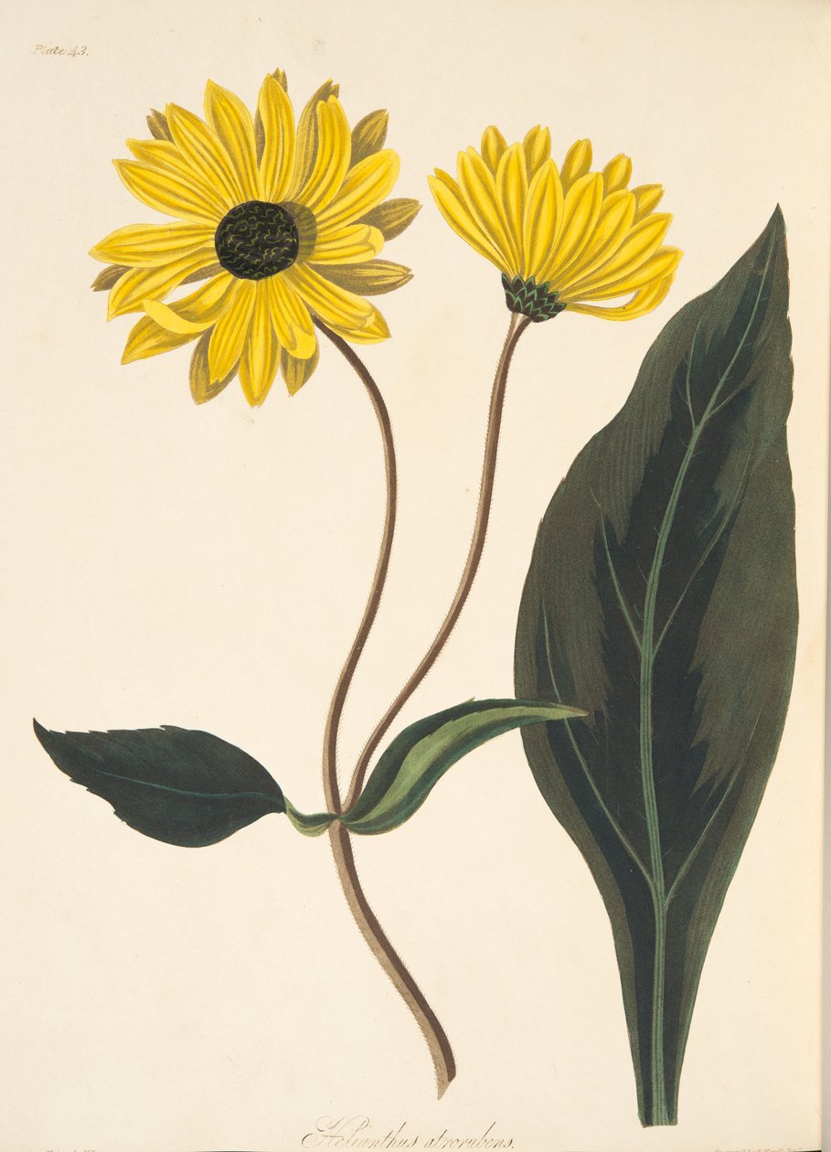 Tournesol aux yeux sombres, de Illustrations florales des saisons - Margaret Roscoe