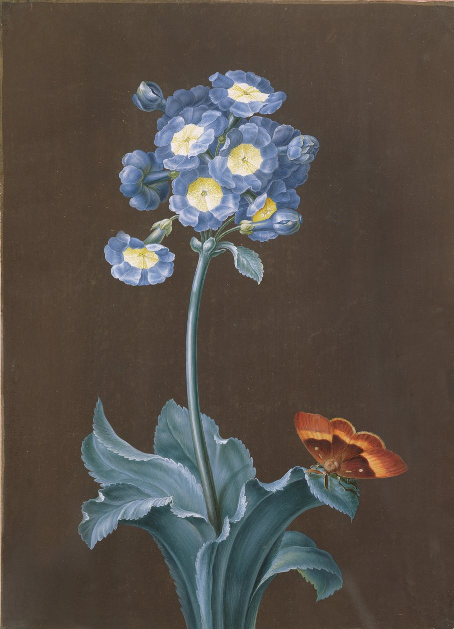 Primula Auricula avec papillon - Margaretha Barbara Dietzsch