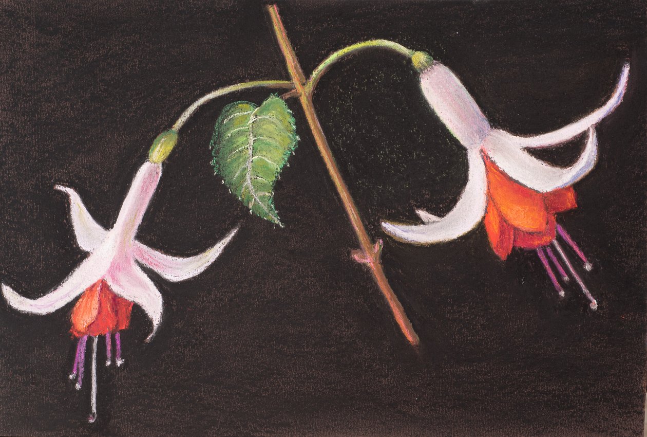 Fuchsias de mon jardin - Margo Starkey