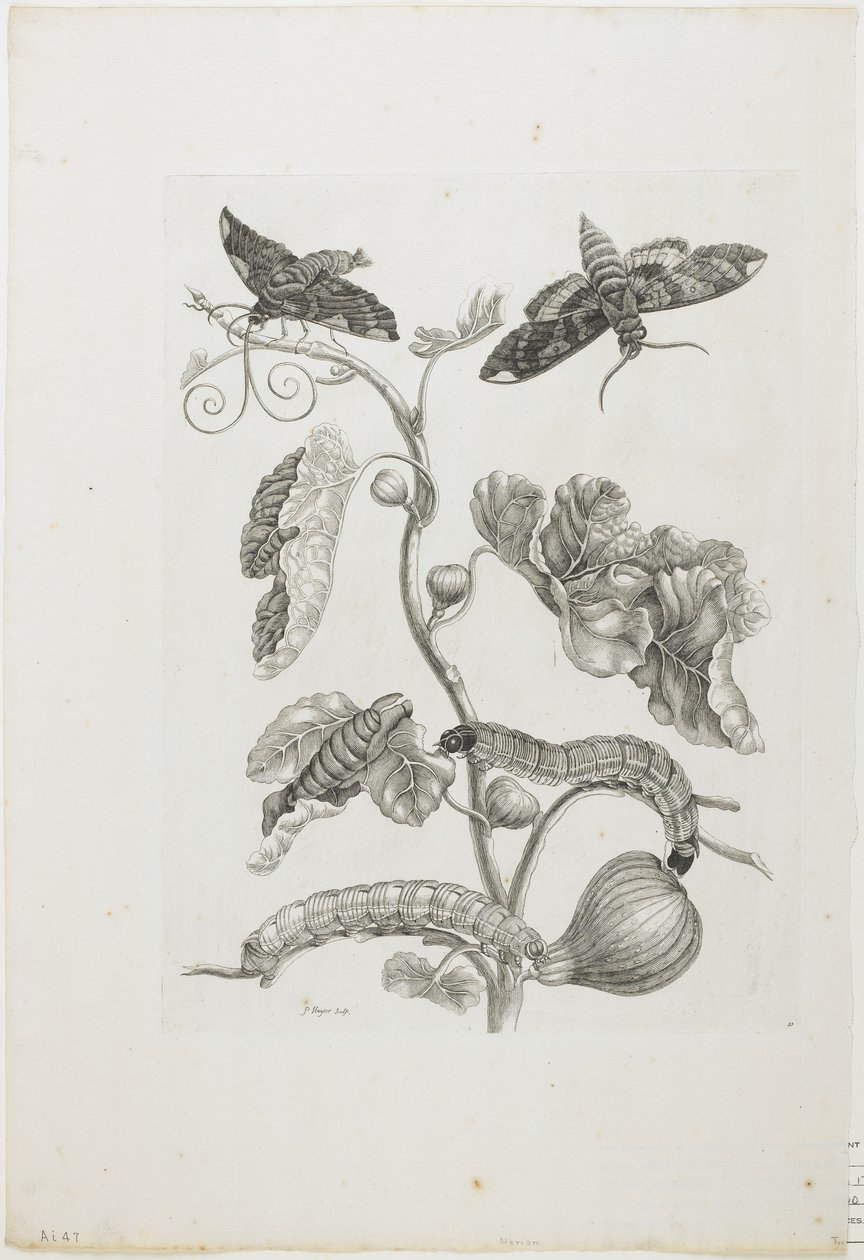 Papillons, chenilles et plante - Maria Sibylla Merian