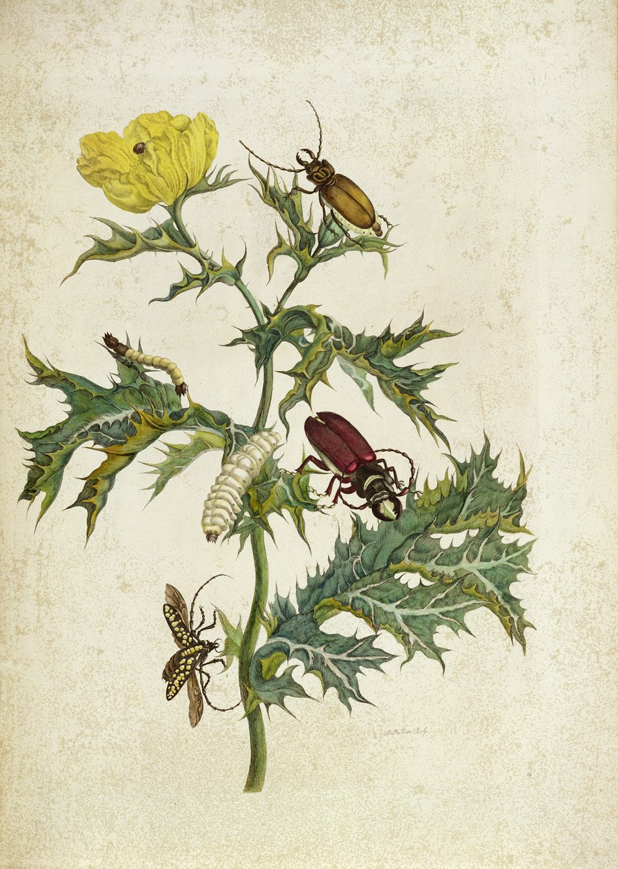 Cardos Spinosus : Coléoptères et chenilles, planche 69 de 