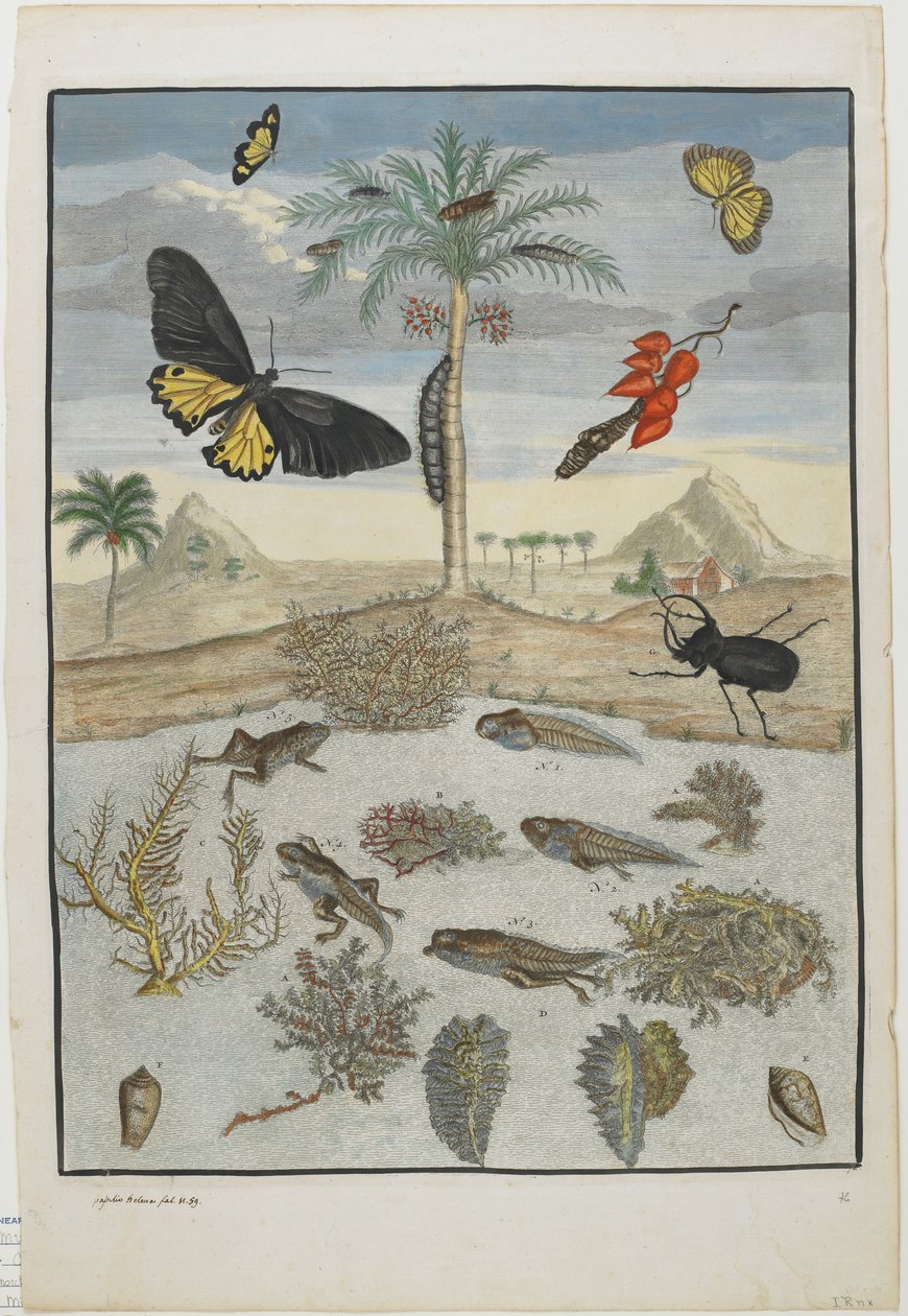 Insectes et poissons avec fond insulaire, 1705-71 - Maria Sibylla Merian