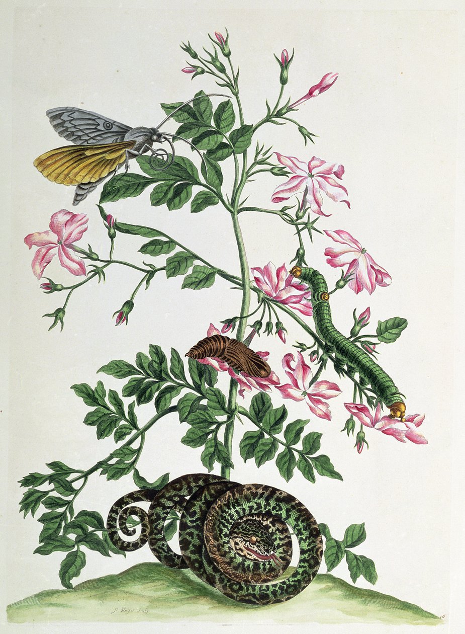 Jasmin : avec serpent, papillon de nuit, chenille et chrysalide, planche 46 de 