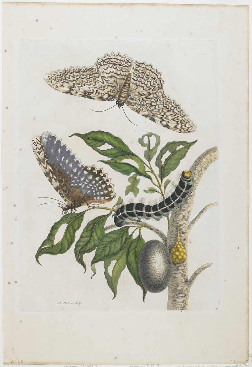 Papillons de nuit, chenilles et feuillage, 1705-71 (gravure etching colorée à la main) - Maria Sibylla Merian
