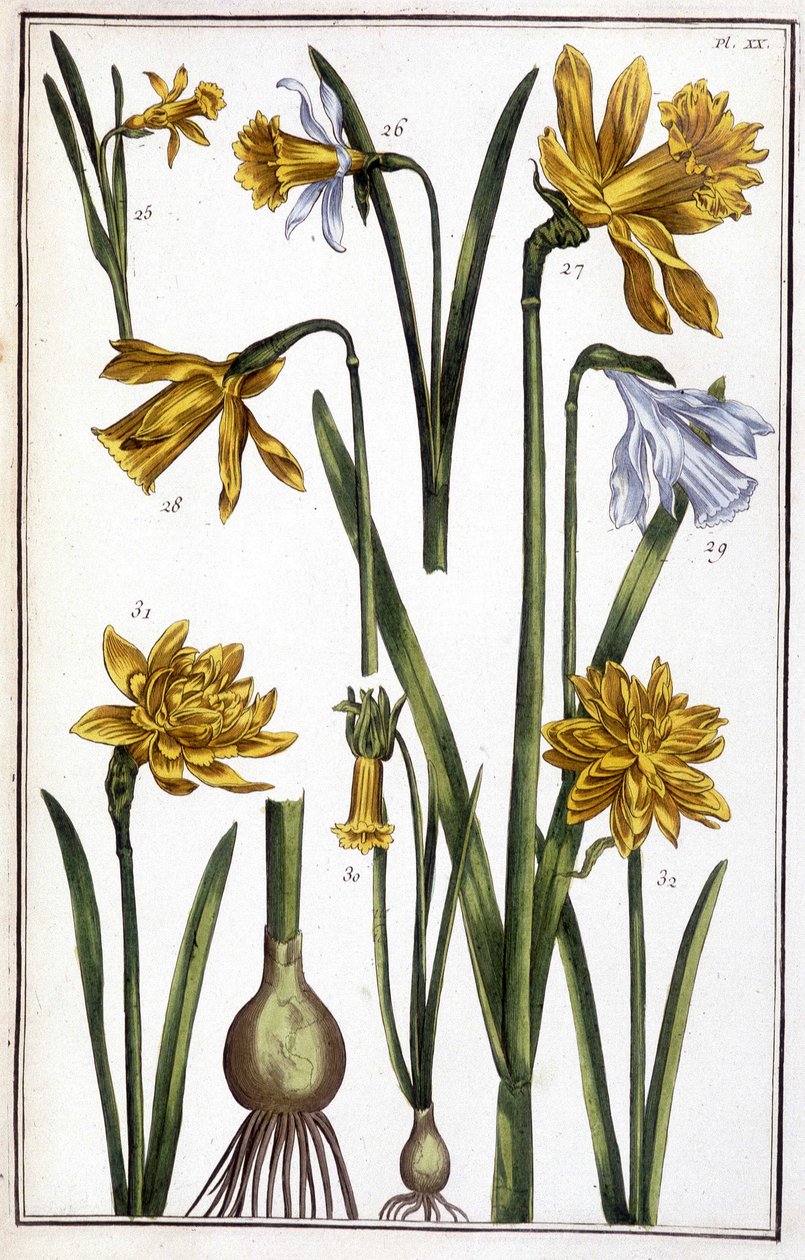 Image inconnue - Maria Sibylla Merian